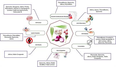 Harnessing the nutraceutical and therapeutic potential of Allium spp.: current insights and future directions